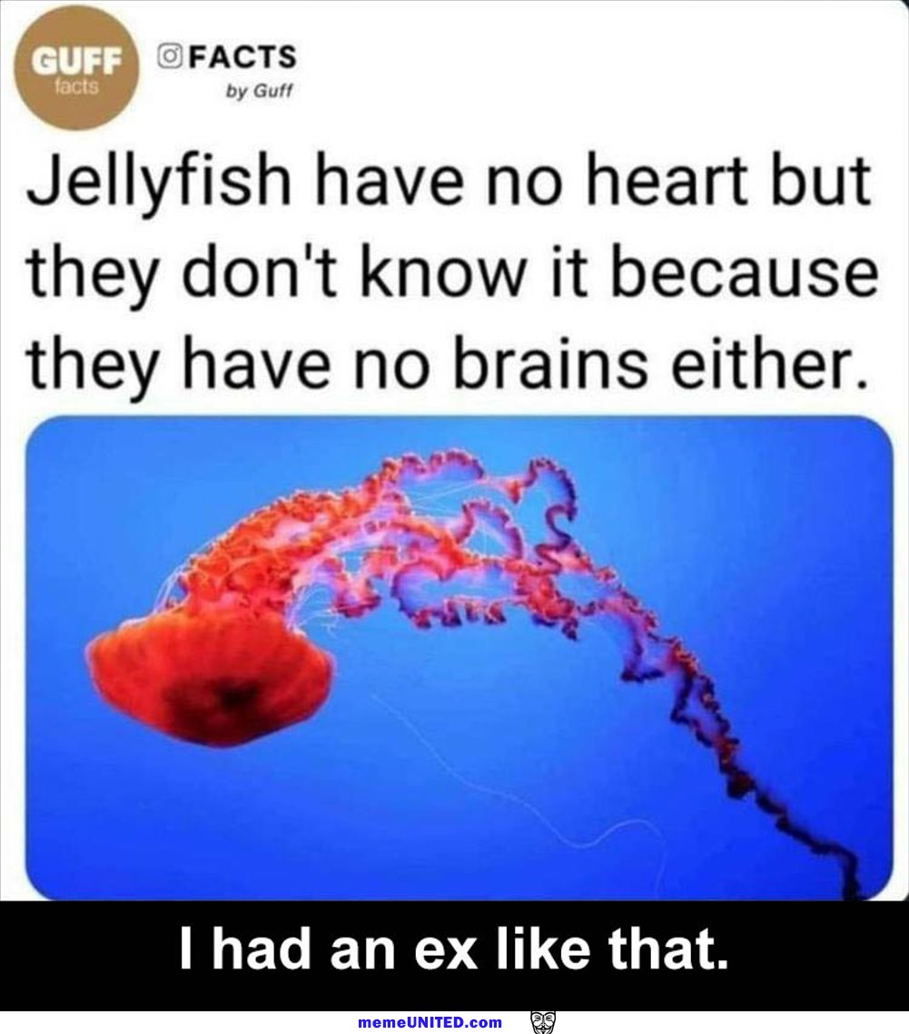 The Jellyfish